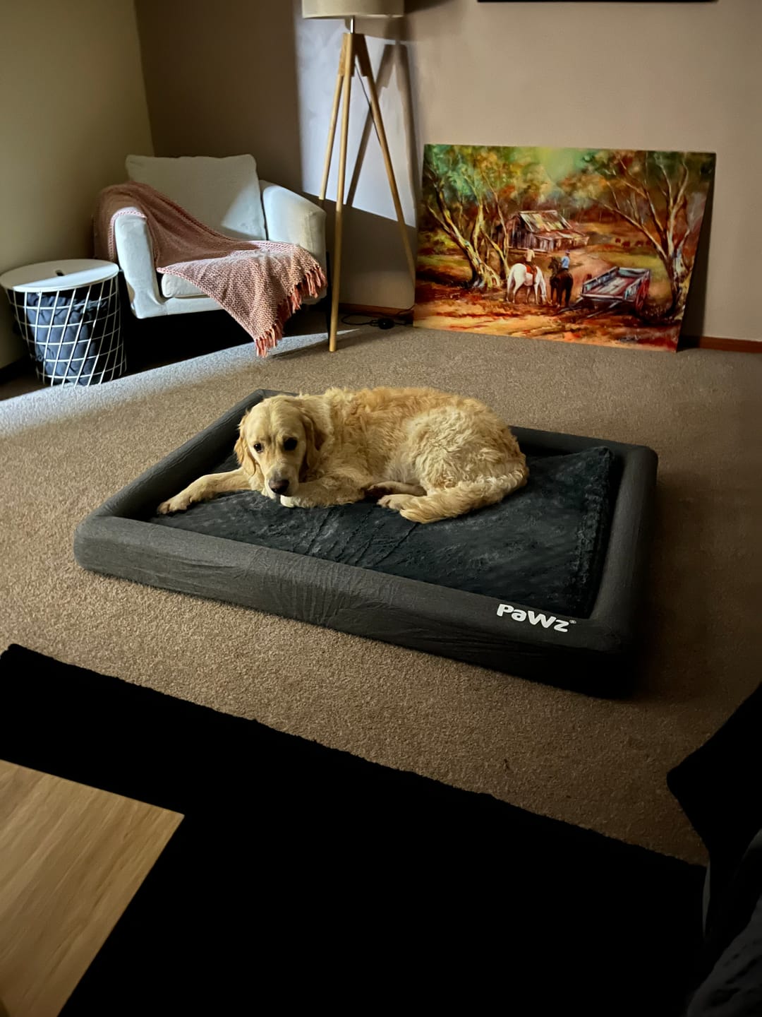 Customer photo review of PaWz Premium Memory Foam Calming Dog Bed