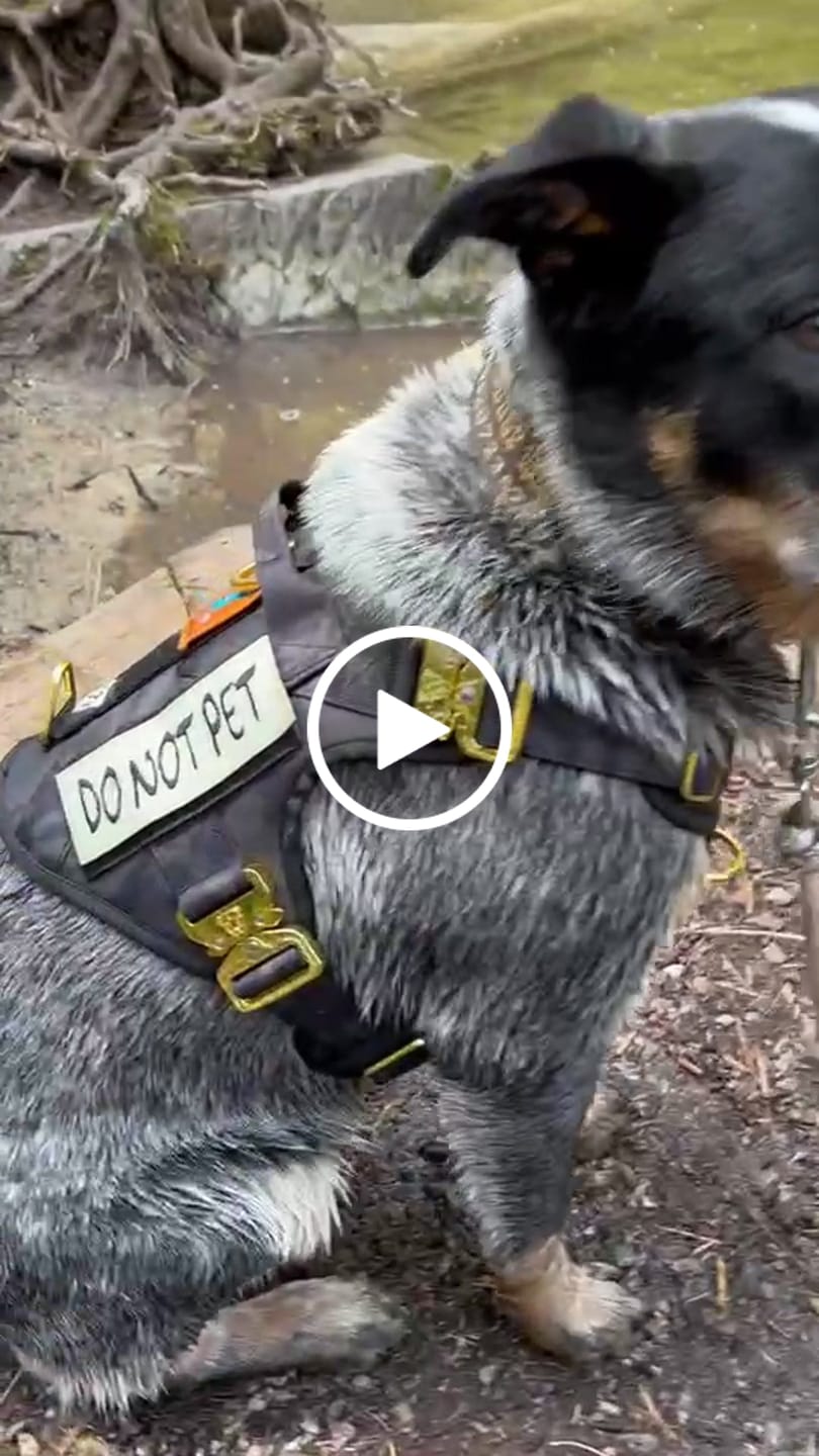 Customer video review of HNTR 3.0 Dog Harness - Camo