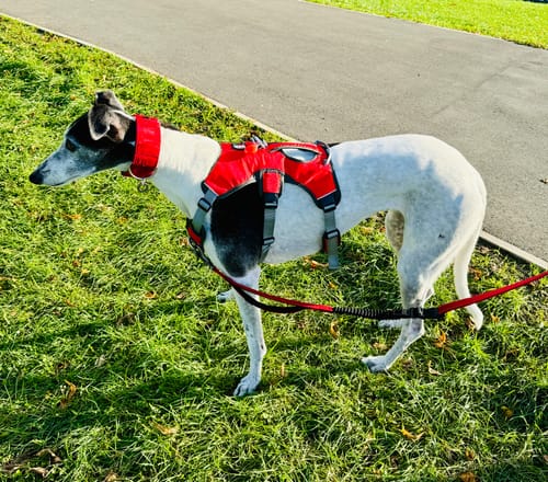 Customer photo review of DryDogs 6-in-1 Multifunction Dog Lead with Bungee