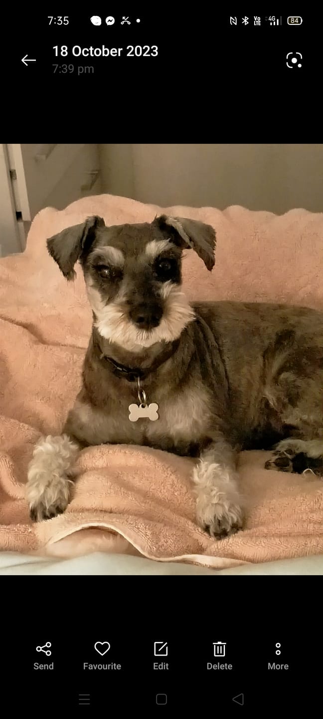 Customer photo review of Natural Dog Soap Bar. Specially formulated for soft, smooth and radiant dog skin and coat.
