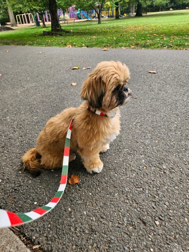 Customer photo review of Italy Dog Collar | Quick Release or Martingale Style | Made in NJ, USA