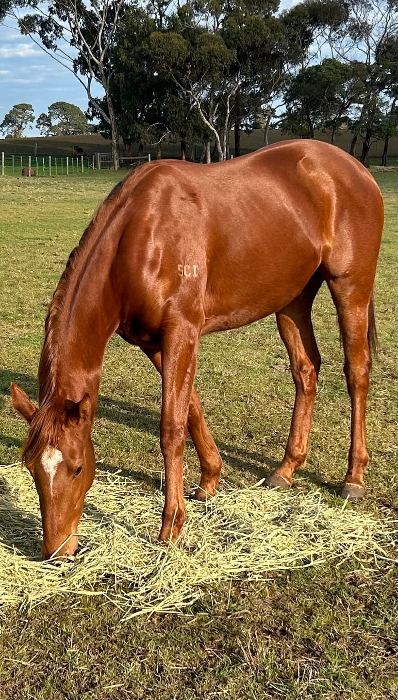 Customer photo review of Flexible Glossy Groomer