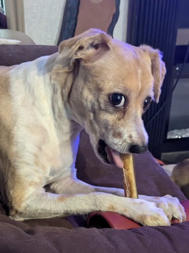 Customer photo review of 6 Inch Monster Bully Stick