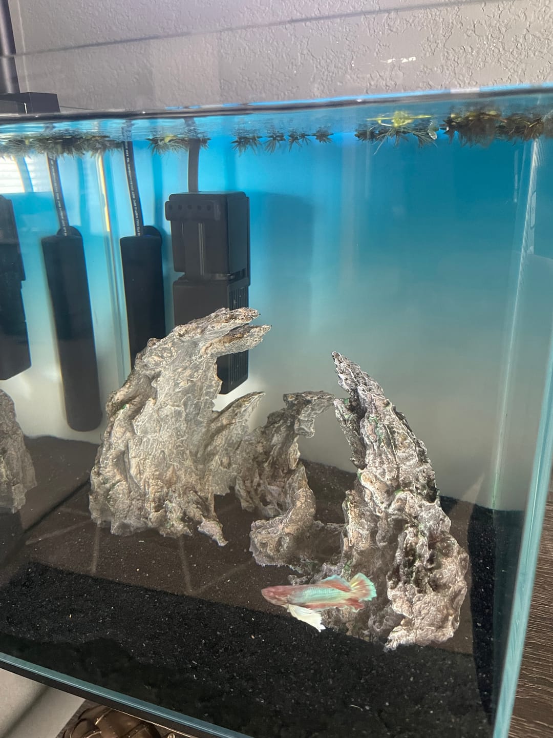 Customer photo review of Shark PRO NANO