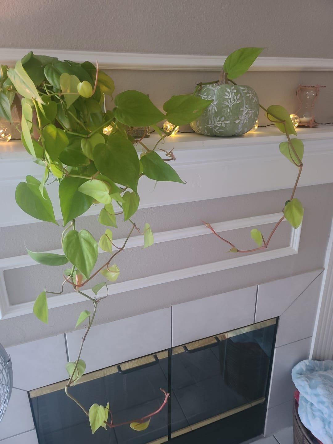 Customer photo review of Philodendron hederaceum 'Lemon Lime'