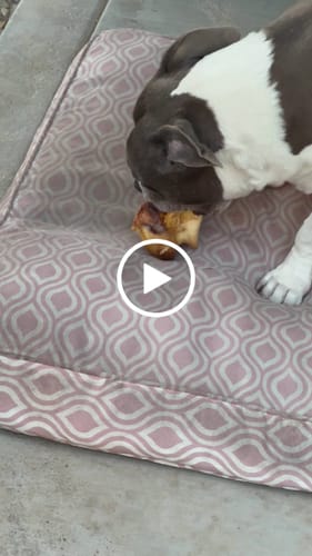 Customer video review of Ostrich Hip Bone (12" x 5"x 3”): The Durable, Flavor-Packed Chew for Medium & Large Dogs