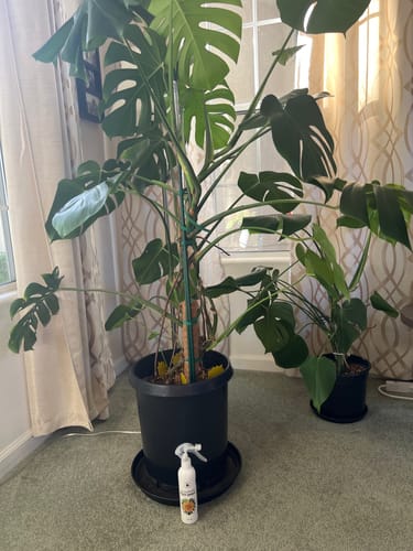 Customer photo review of Houseplant Pest Spray Concentrate