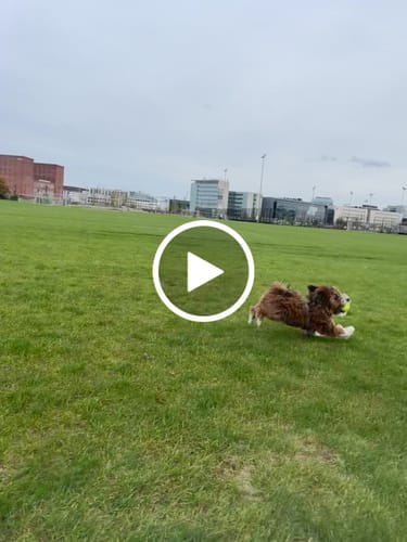 Customer video review of Dog Copenhagen Walk Air™ hundesele Mocca