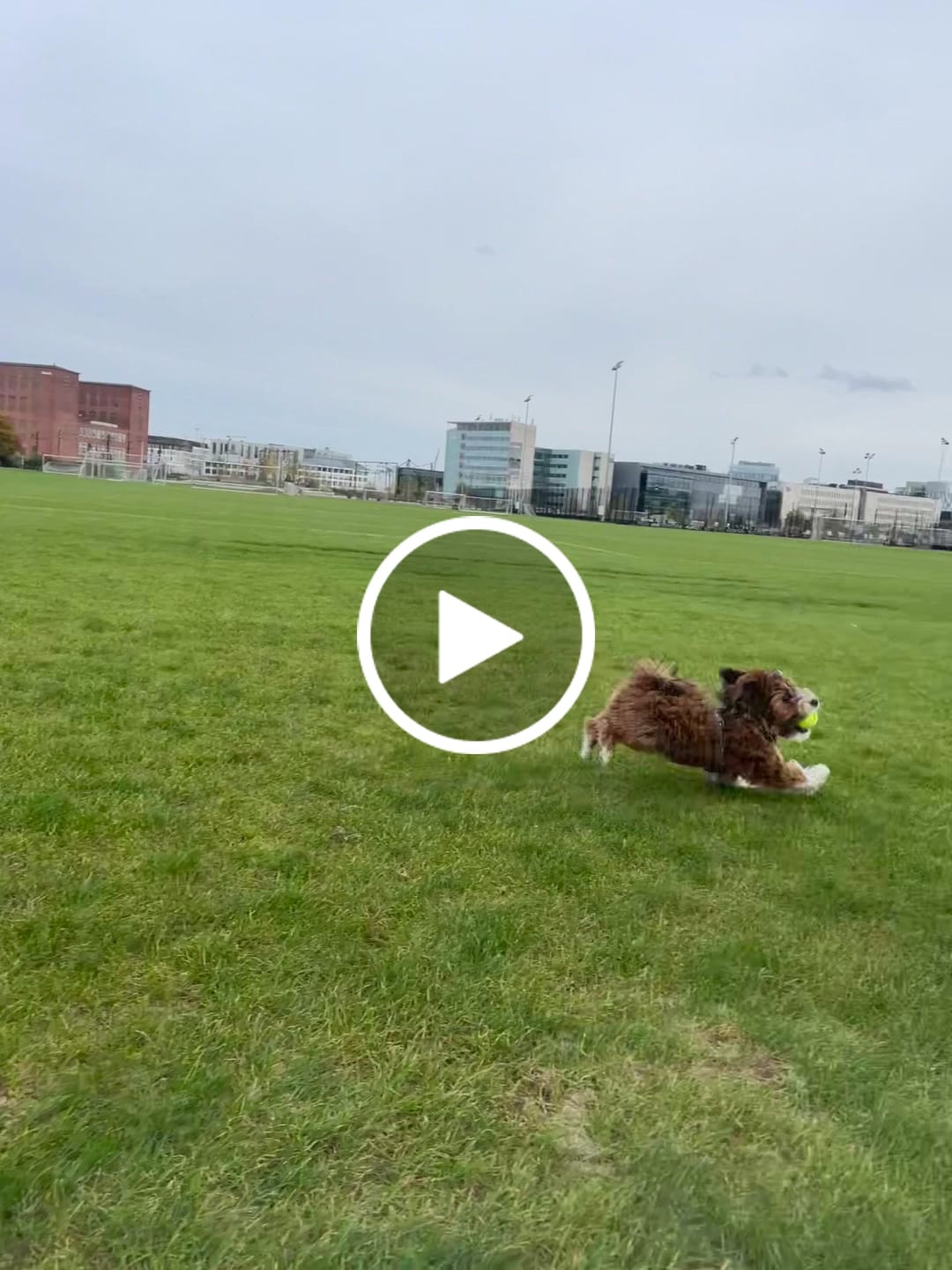 Customer video review of Dog Copenhagen Walk Air™ hundesele Mocca