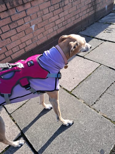 Customer photo review of Fleece Sighthound Base-Layer Coat with Underbelly and Snood