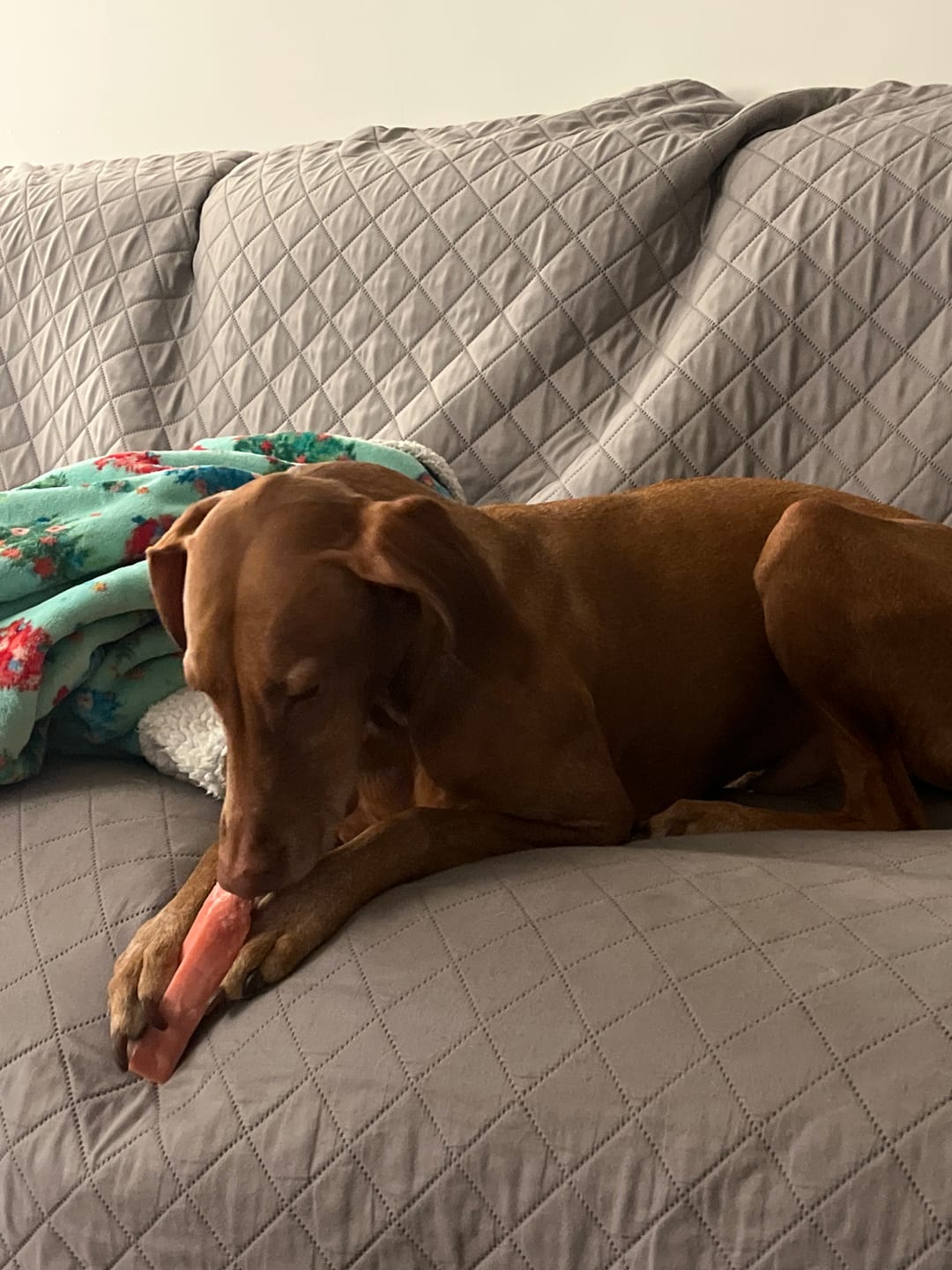Customer photo review of Blueberry Himalayan Yak Chew (MEDIUM)