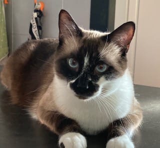 Avis photo d'un client sur Croquettes Chat Stérilisé Sans Céréales - Poulet