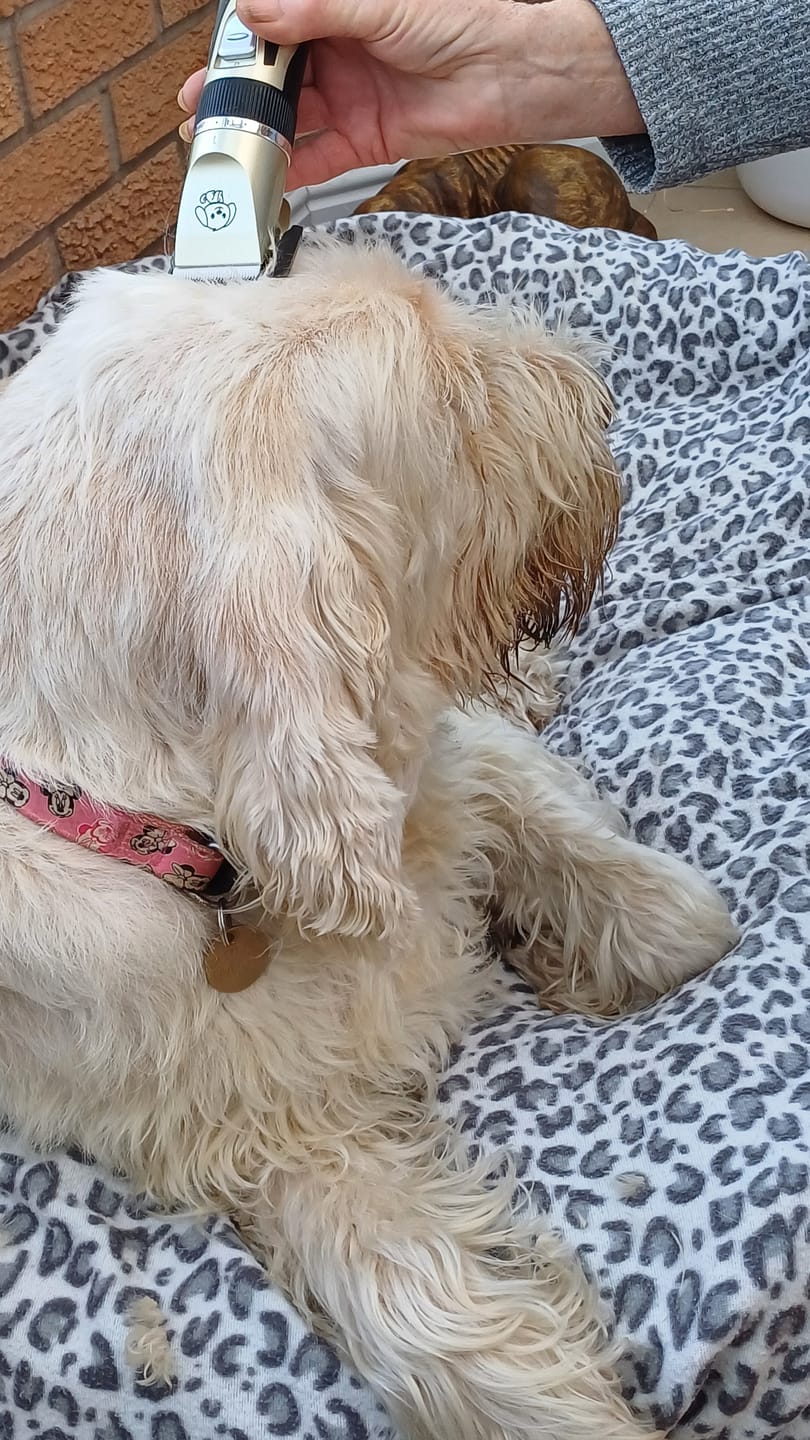 Customer photo review of The Original ClipMyPaws™ - World's Quietest Pet Hair Clipper