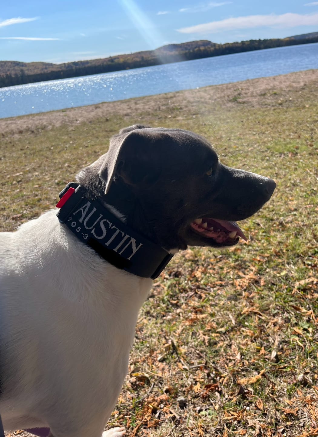 Customer photo review of 2" Tactik Dog Collar - Black