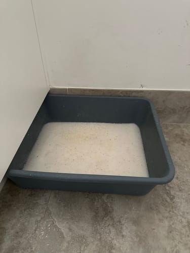 Customer photo review of 3 Month Supply - 1 Cat