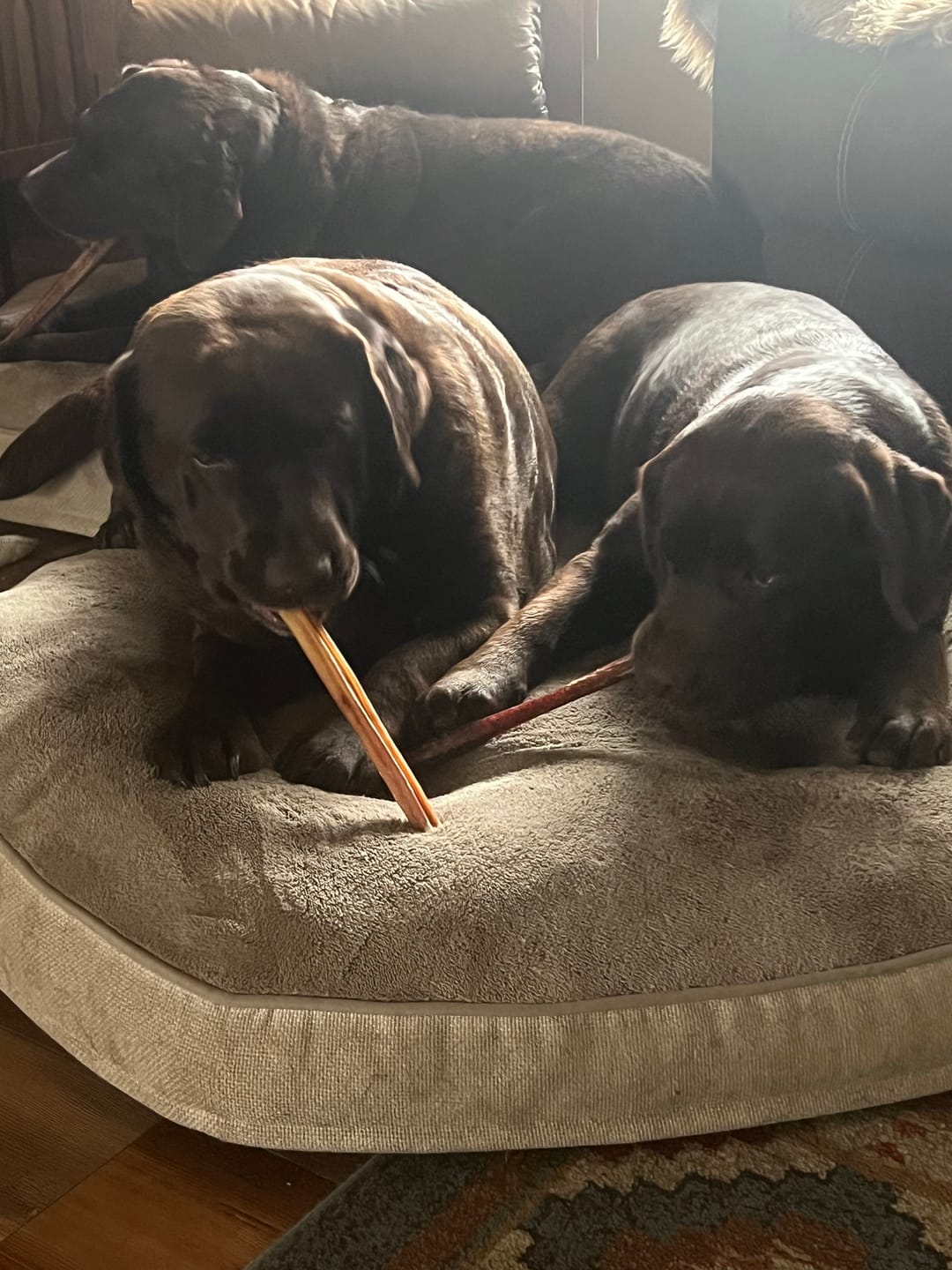 Customer photo review of Beef Collagen Sticks - 12 Inch