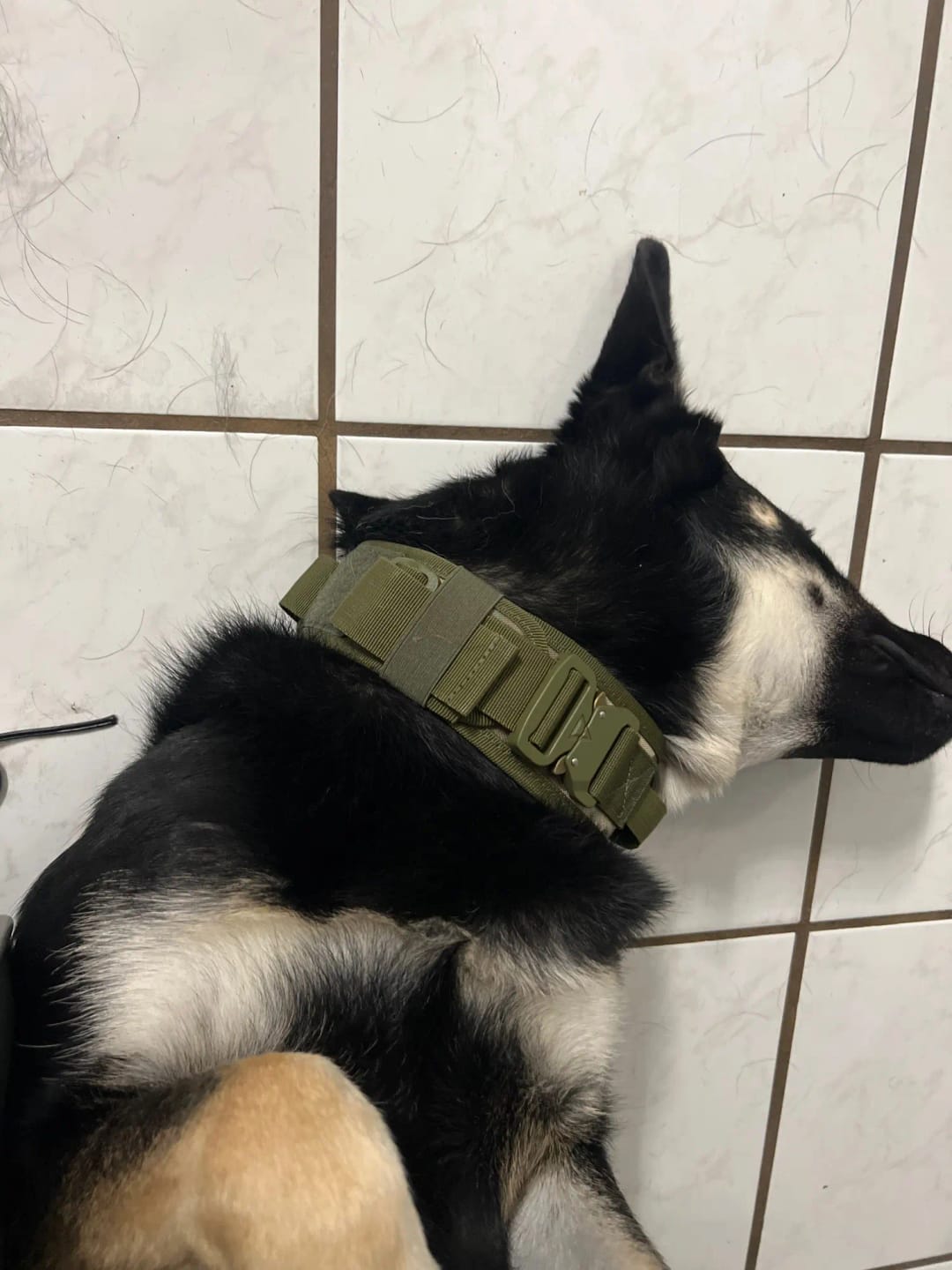 Customer photo review of 2IN Tactical Collar