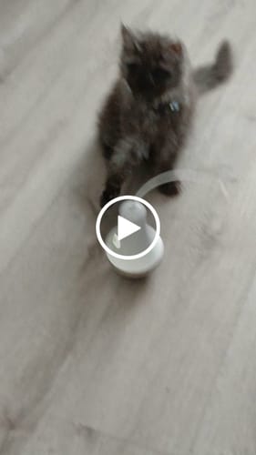 Customer video review of Roly Poly Cat Toy