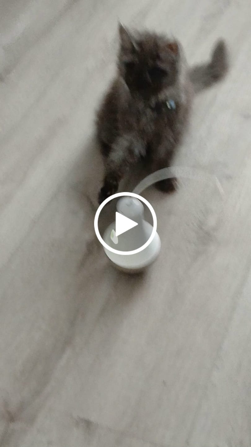 Customer video review of Roly Poly Cat Toy
