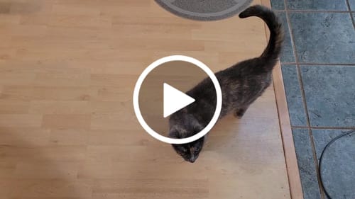 Customer video review of Self-Cleaning Litter Box
