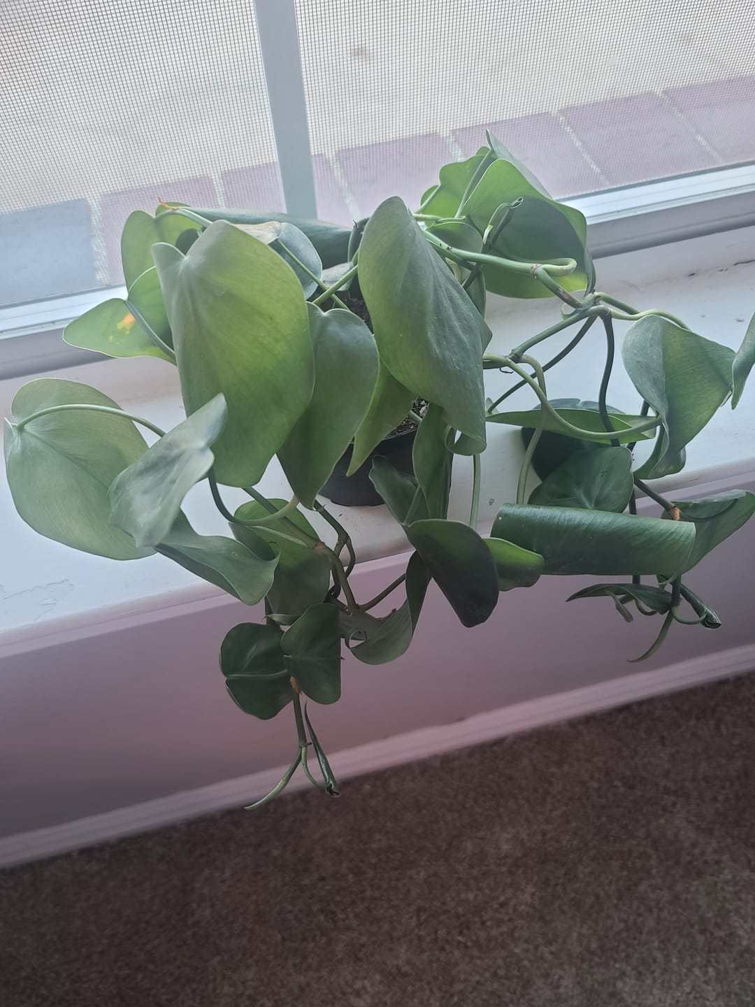 Customer photo review of Philodendron hederaceum