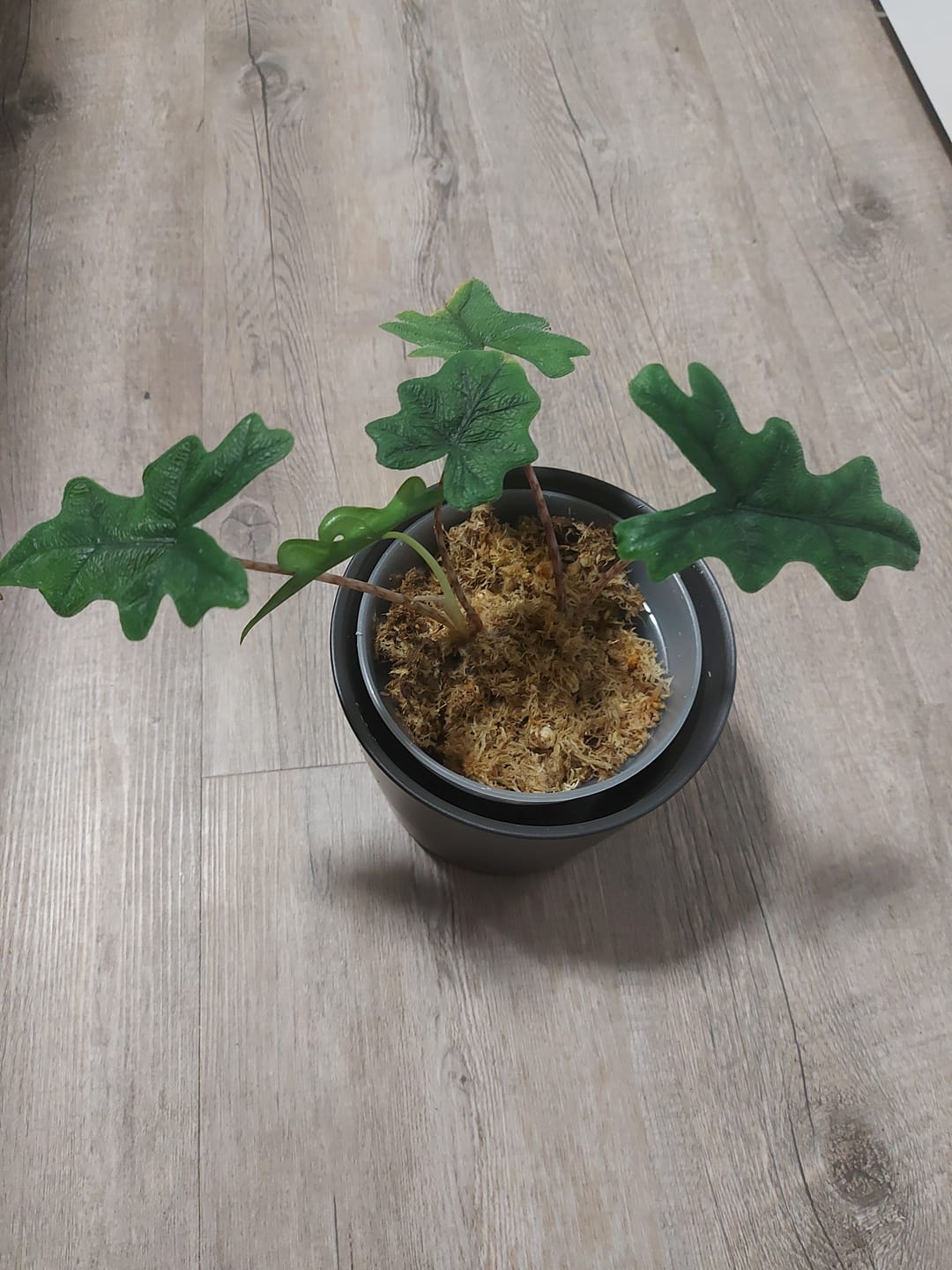 Customer photo review of ALOCASIA JACKLYN