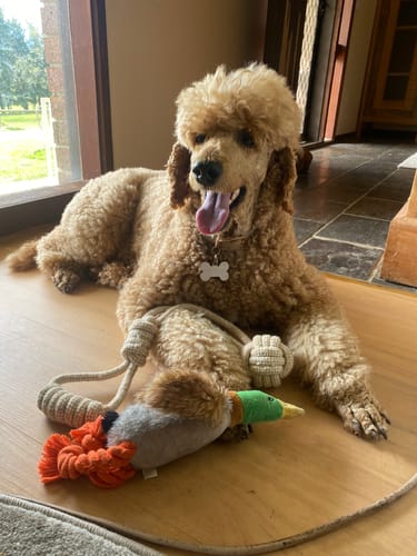 Customer photo review of Hemp Rope Toy with Chew Ball & Handle