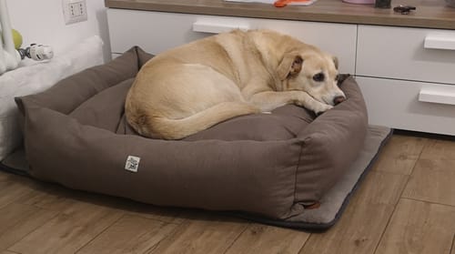 Customer photo review of Gioco Osso