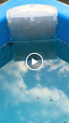 Customer video review of 10 Frame Top Feeder by Ceracell NZ