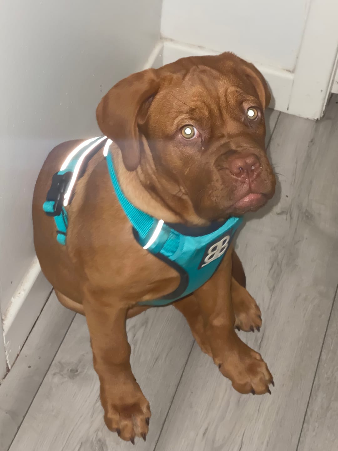Customer photo review of Comfort Premium Harness | Non Restrictive - Turquoise