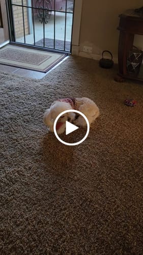Customer video review of MIX FLAVORED (Strawberry, Banana, Pumpkin, & Blueberry): A PACK OF 4 STICKS
