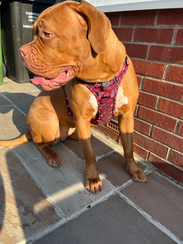 Customer photo review of Tough Trails™ Harness Lucky Dip