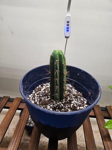 Customer photo review of Bolivian Torch Cactus | Trichocereus bridgesii | Echinopsis lageniformis