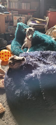 Customer photo review of Super Plush Cove Bed