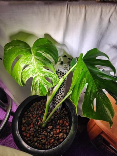 Customer photo review of 10"  Net Pot Bucket Lid