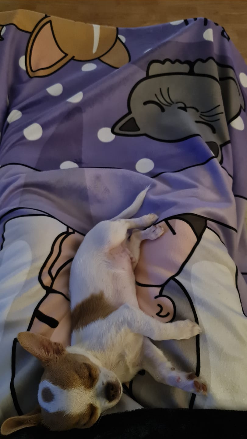 Customer photo review of Kuschelzeit mit Fellnasen Single - Individuelle Decke