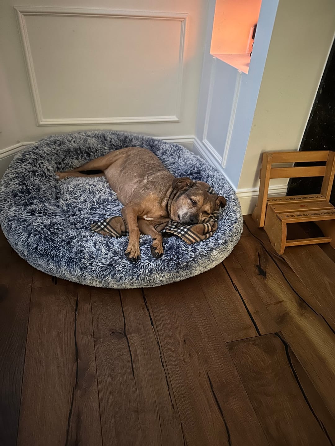 Customer photo review of Hemp Oil for Dogs and Cats - 900mg - 1oz