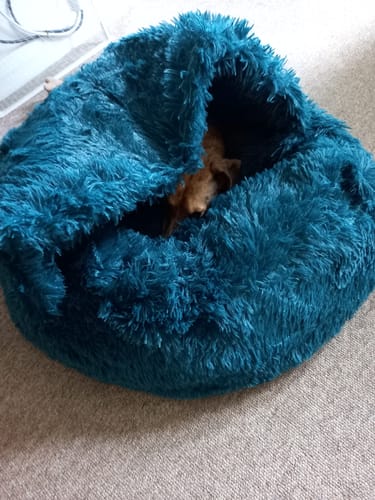 Customer photo review of Super Plush Cove Bed