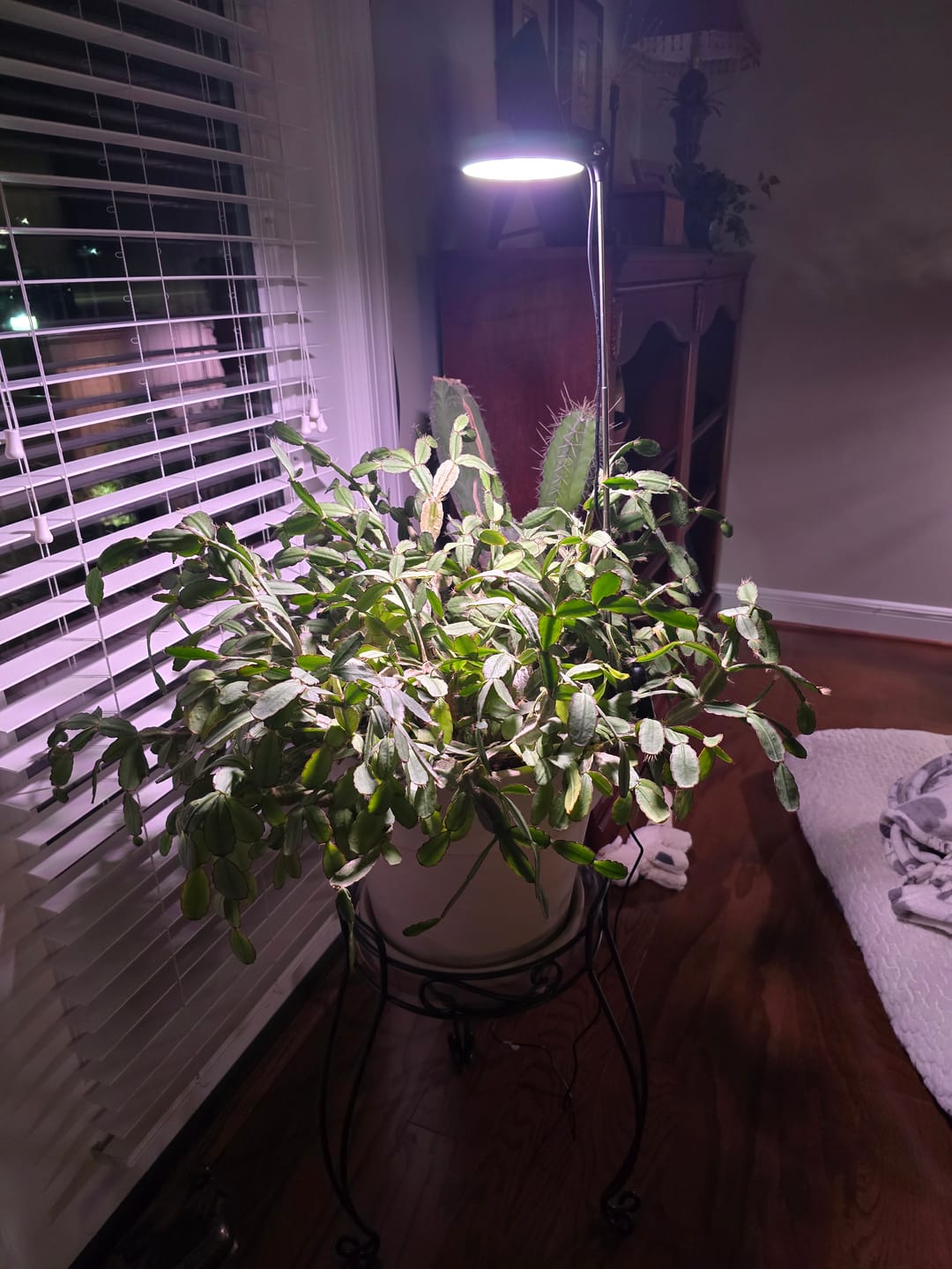 Customer photo review of 28" Adjustable LED Plant Light