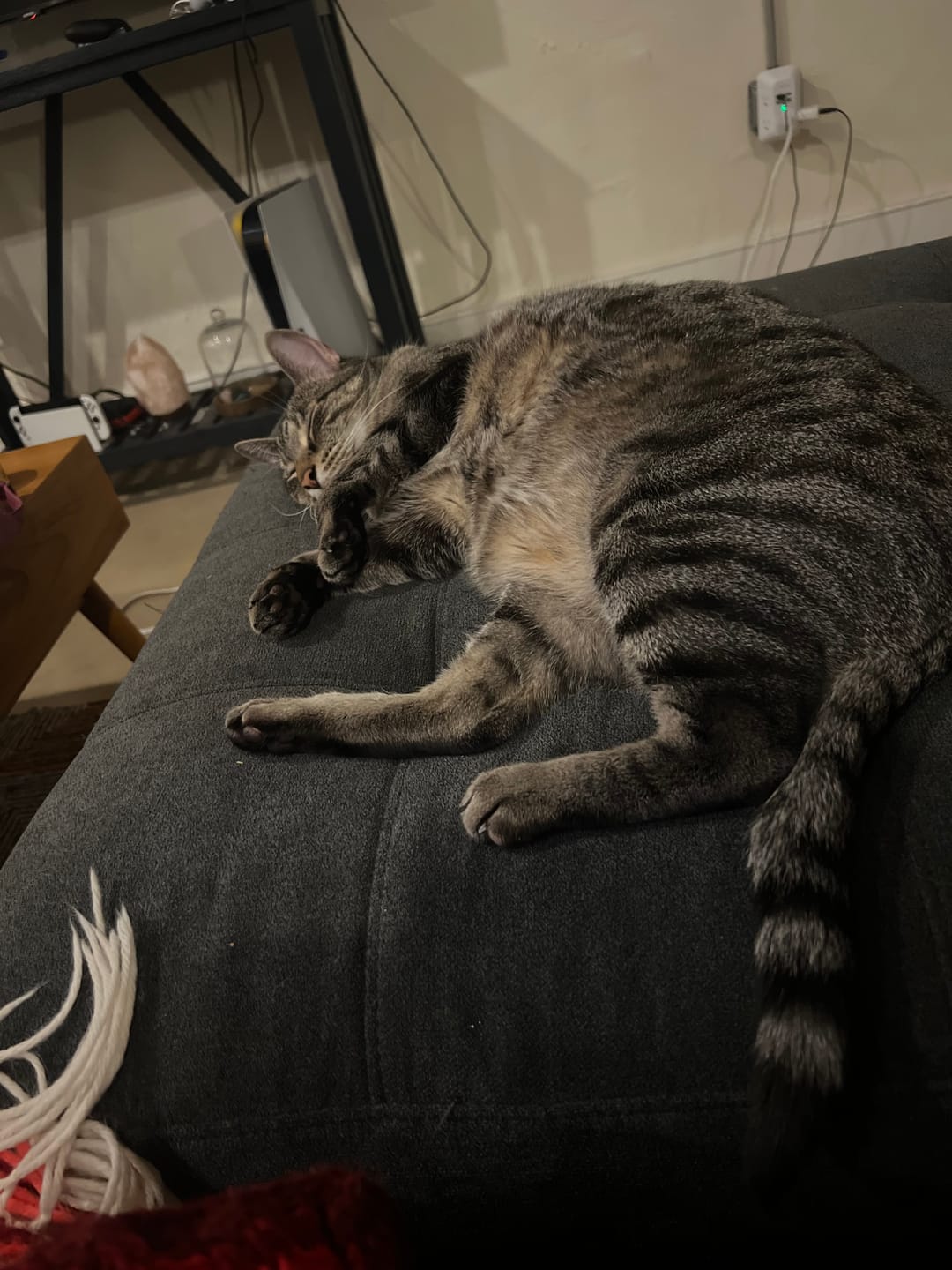 Customer photo review of Daily Support CBD Oil for Pets Under 20lbs