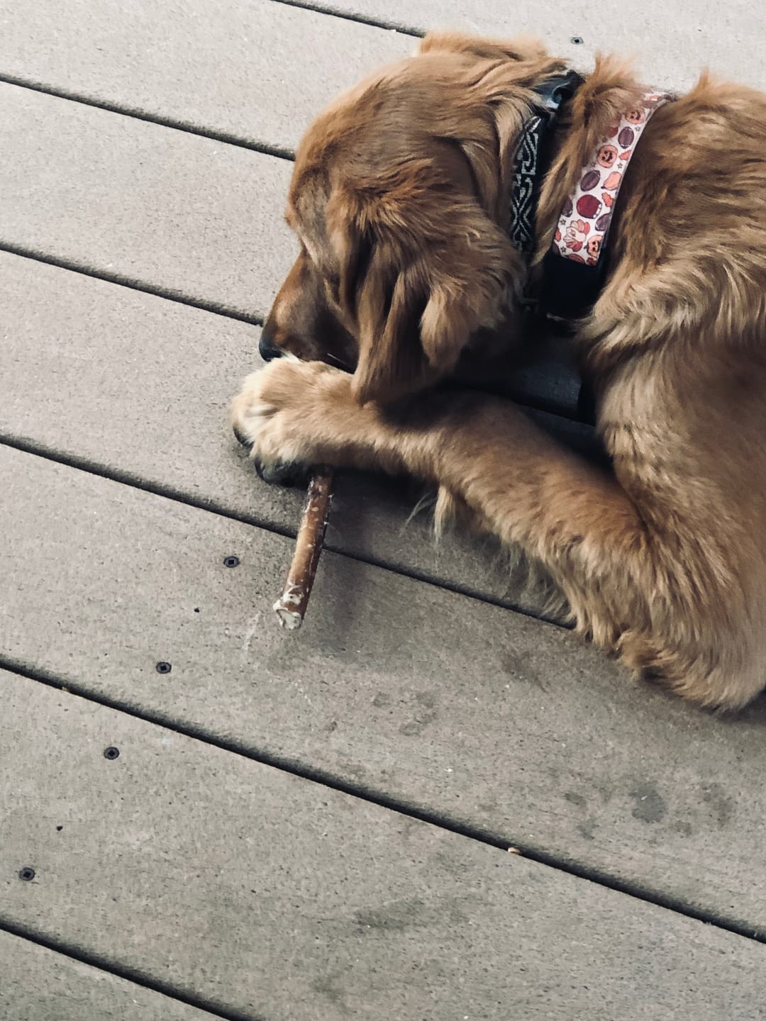Customer photo review of 12-INCH STANDARD BULLY STICKS