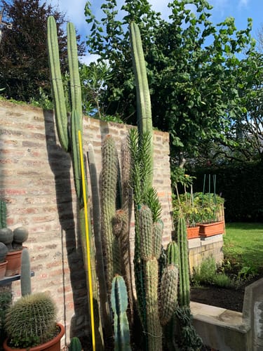 Customer photo review of Überwinterungszelt "Patioflora 120/XL" für Pflanzen L 120 x B 120 x H 300 cm