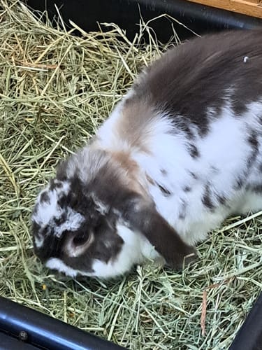 Customer photo review of Timothy Hay Box 'Blend'