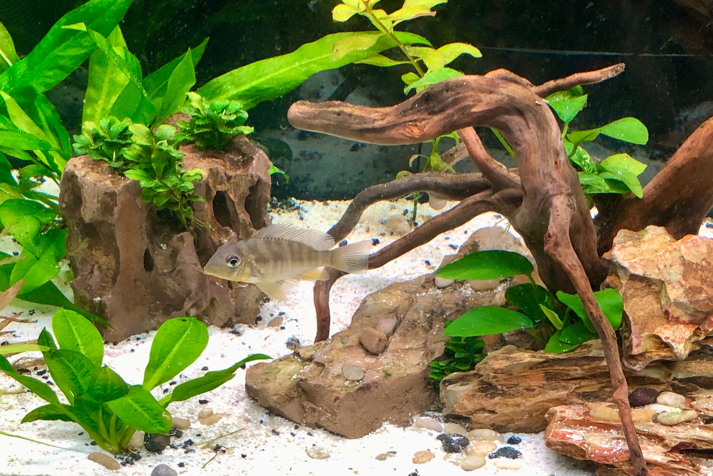 Customer photo review of Seachem Purigen