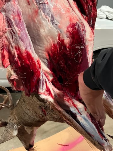 Customer photo review of Beast Broadheads (2-Pack + Practice Tip)