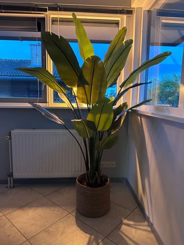 Customer photo review of Strelitzia Kunstplant 180cm (weekdeal)