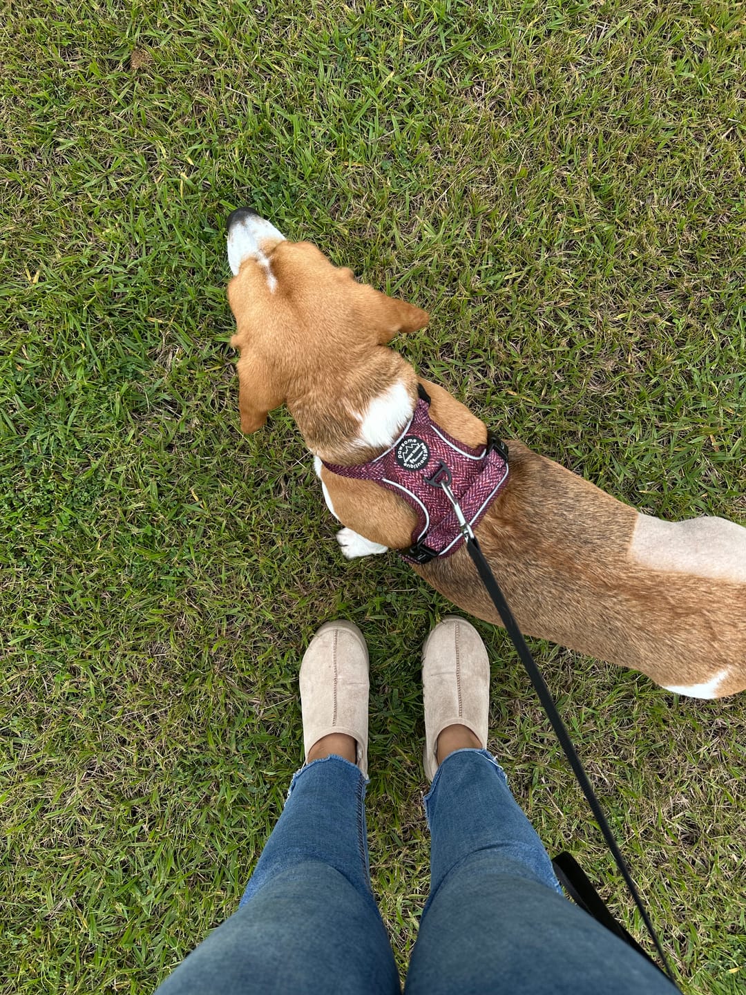 Customer photo review of Tough Trails™ Harness - Country Burgundy