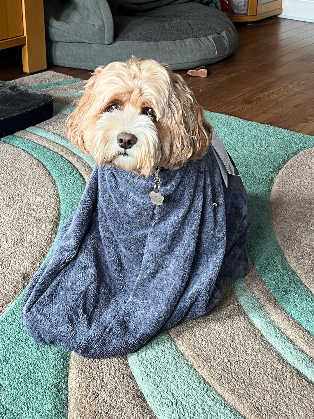 Customer photo review of Luxury Dog Drying Bag