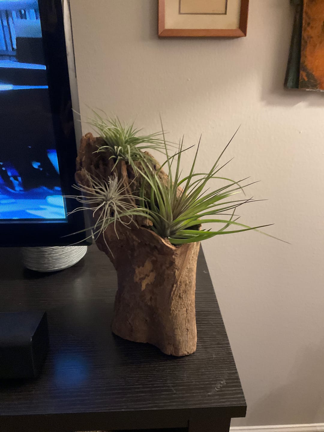 Customer photo review of 3 Air Plants & Fertilizer  Great Starter Mix