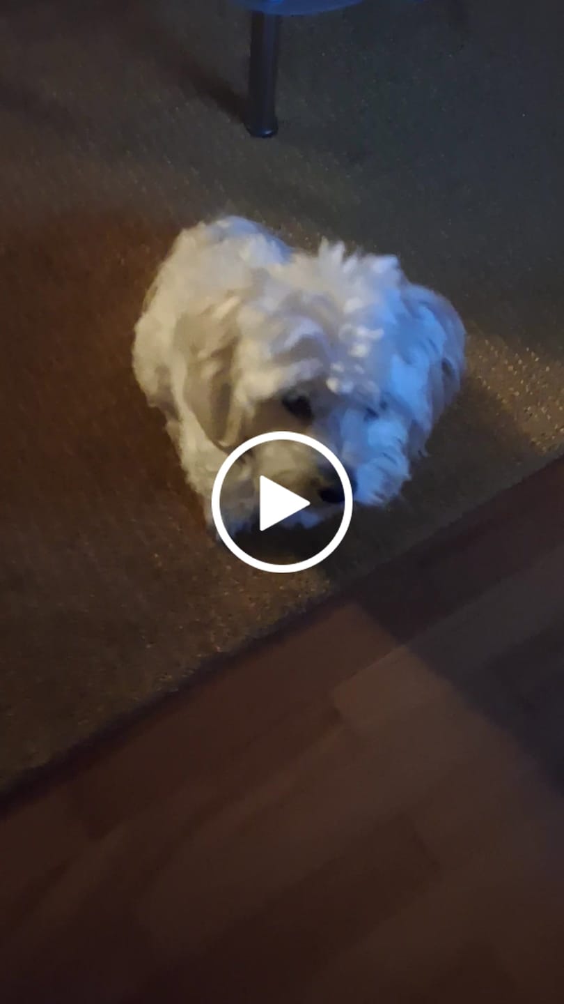 Customer video review of Kräuter Dentals für Hunde zur Zahn- und Darmpflege (150g)